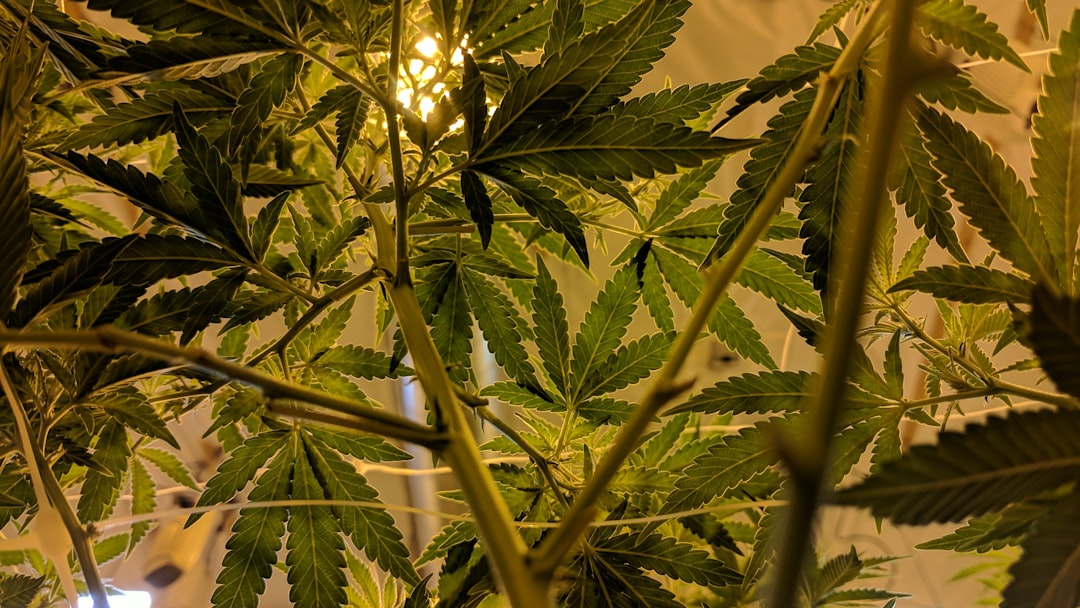 Photo cannabis plants